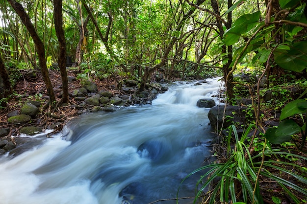 Schönes Bachwasser, das im Regenwald fließt. Costa Rica, Mittelamerika