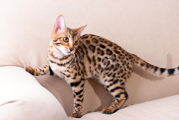 Schönes Bengal-Kätzchen auf dem Sofa im Zimmer