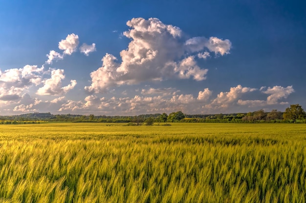 Schönes Bild der grasbewachsenen Landschaft vor dem Himmel