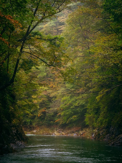 Schönes Bild des Flusses inmitten der Bäume im Wald