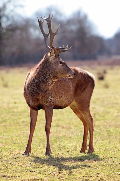 Schönes Bild des magischen Hirschhirsches in der Waldlandschaft des nebligen Nebels