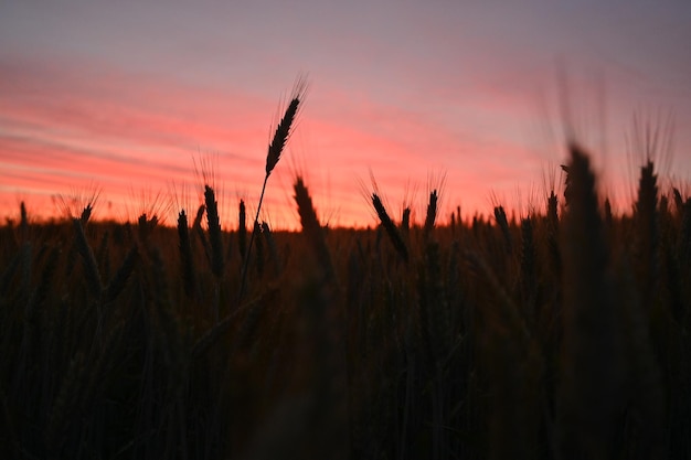 Foto schönes bild des silhouettenfeldes gegen den himmel beim sonnenuntergang