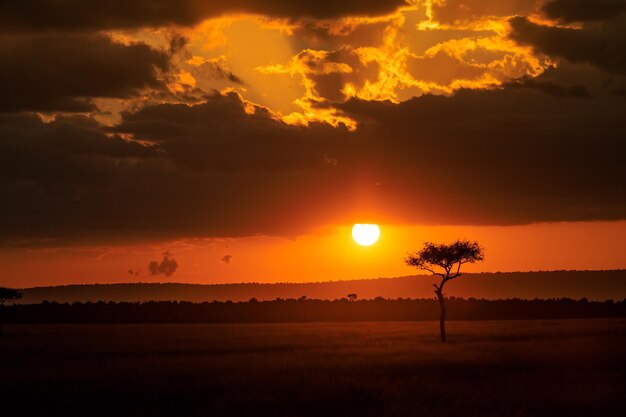 Foto schönes bild des silhouettenfeldes vor dem romantischen himmel bei sonnenuntergang