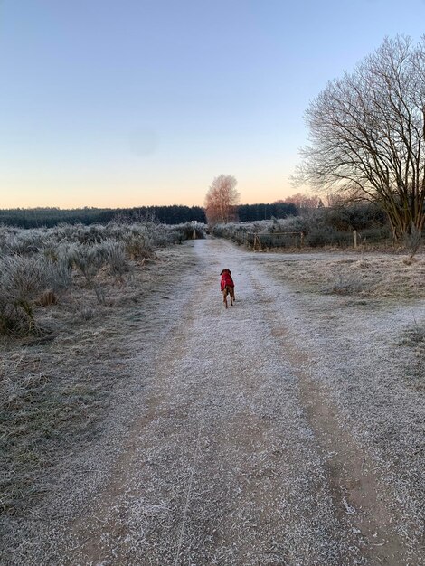 Foto schönes bild eines hundes, der an einem frischen morgen durch die felder rennt