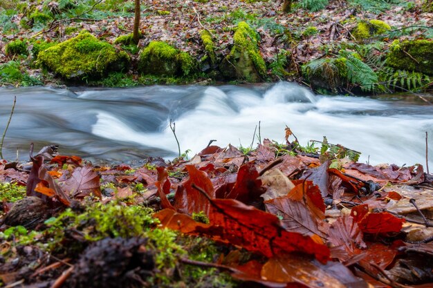 Schönes Bild eines Wasserfalls im Wald im Herbst
