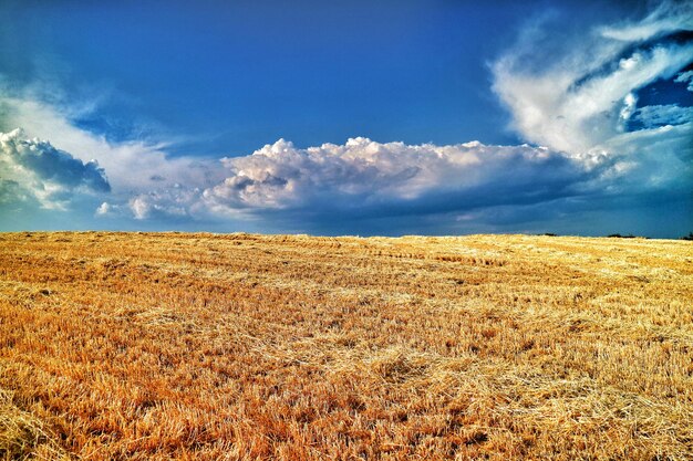 Schönes Bild eines Weizenfeldes vor blauem Himmel