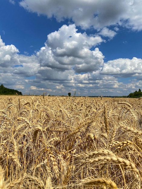 Schönes Bild eines Weizenfeldes vor dem Himmel