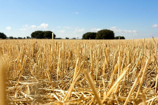 Schönes Bild eines Weizenfeldes vor dem Himmel