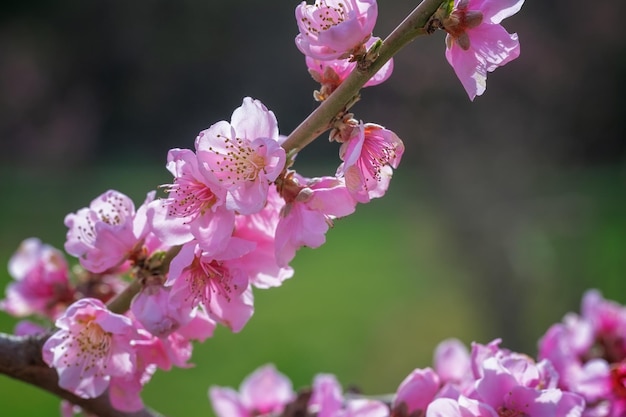 Schönes Bild mit dem Vordergrund mit dem Zweig des roten Pfirsichs in voller Blüte an einem sonnigen Tag