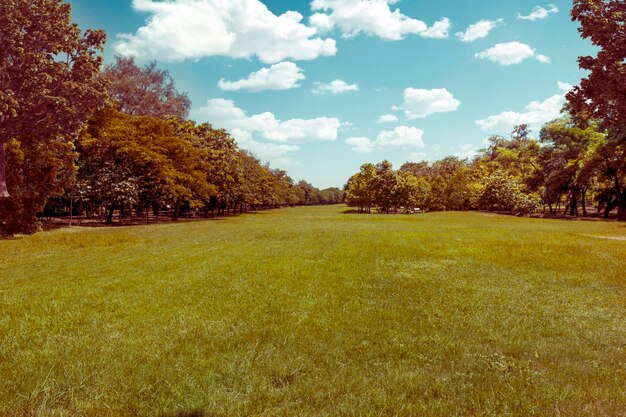 Schönes Bild von Bäumen auf dem Feld gegen den Himmel