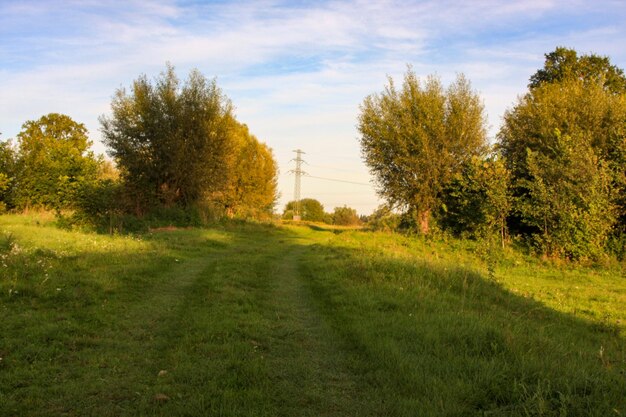 Foto schönes bild von bäumen auf dem feld gegen den himmel