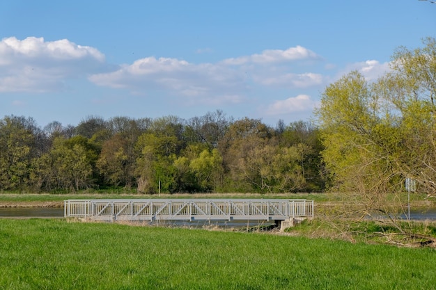 Schönes Bild von Bäumen auf dem Feld gegen den Himmel