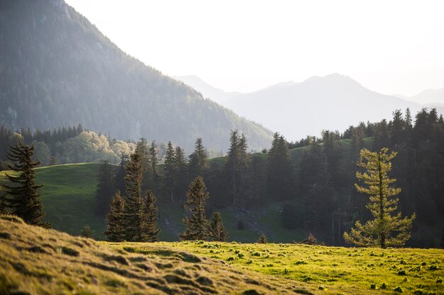 Schönes Bild von Bäumen auf den Bergen