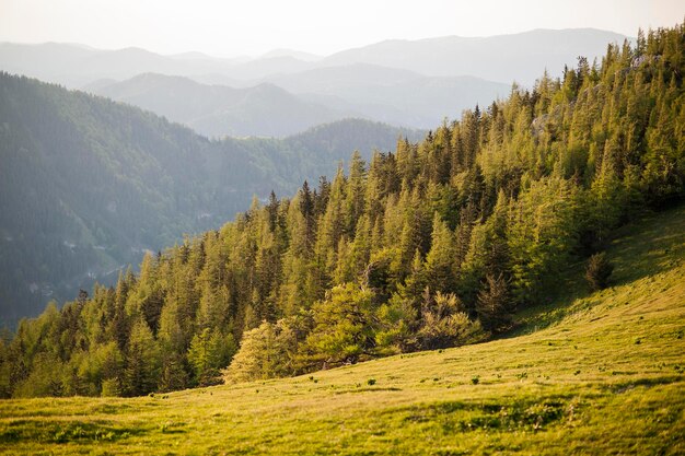 Schönes Bild von Bäumen auf den Bergen