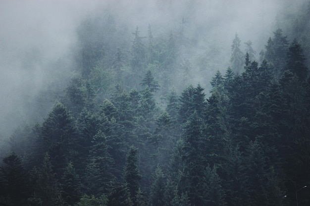 Schönes Bild von Bäumen bei nebligem Wetter