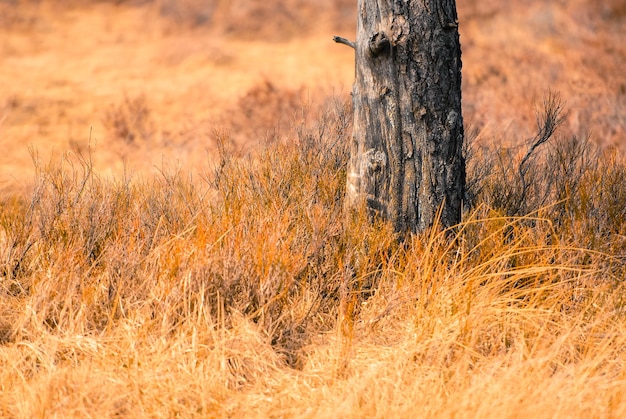 Schönes Bild von Bäumen, die auf dem Feld wachsen