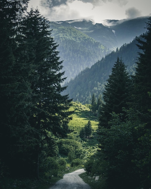 Schönes Bild von Bäumen, die auf den Bergen wachsen