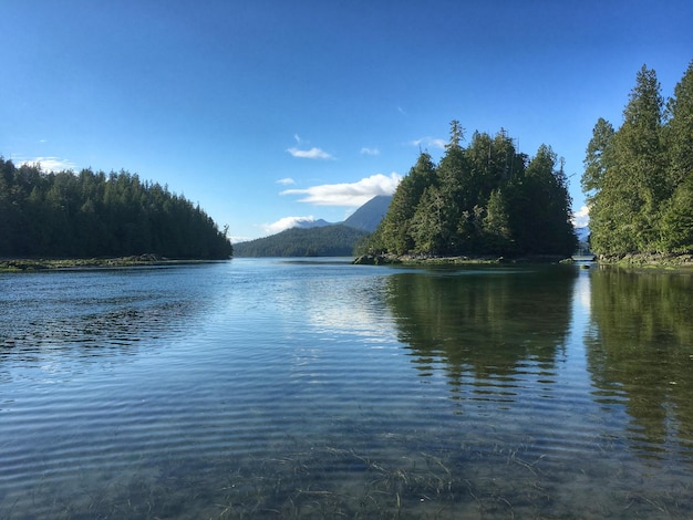 Schönes Bild von Bäumen, die sich im See gegen den Himmel spiegeln