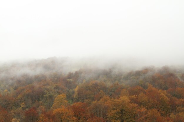 Foto schönes bild von bäumen gegen den himmel bei nebligem wetter