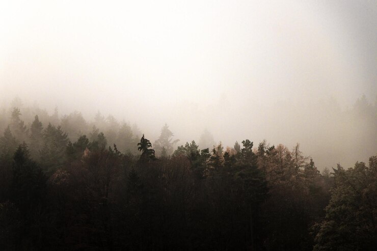 Foto schönes bild von bäumen gegen den himmel bei nebligem wetter