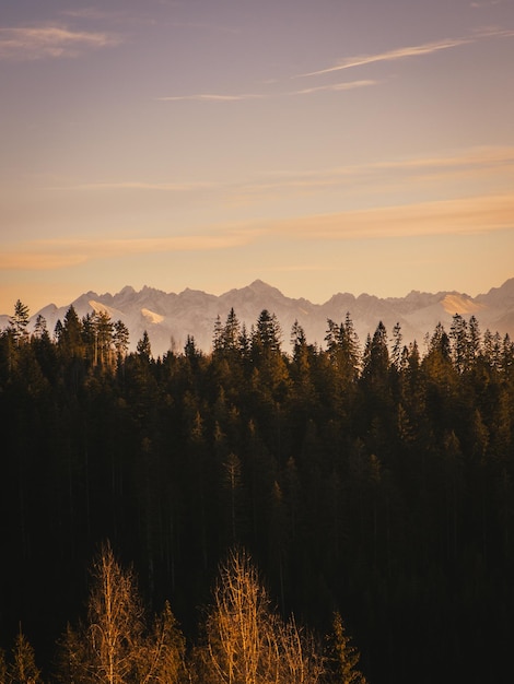Schönes Bild von Bäumen gegen den Himmel beim Sonnenuntergang