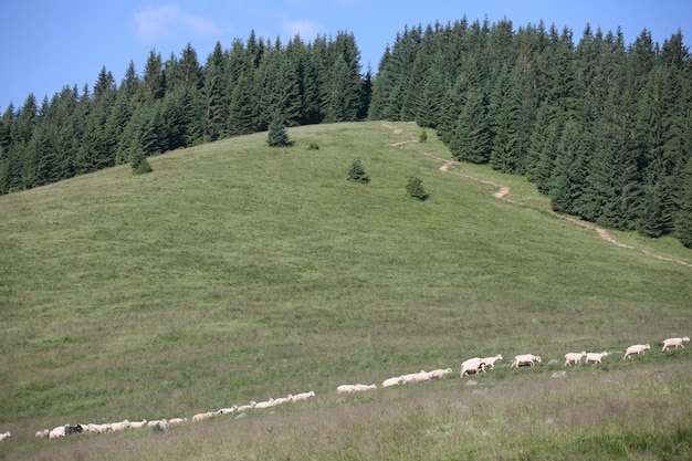 Schönes Bild von Bäumen gegen den Himmel