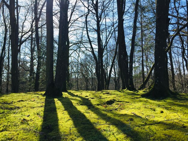 Foto schönes bild von bäumen im wald