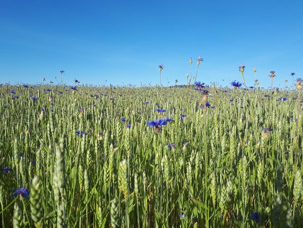 Schönes Bild von blühenden Pflanzen auf dem Feld gegen den blauen Himmel