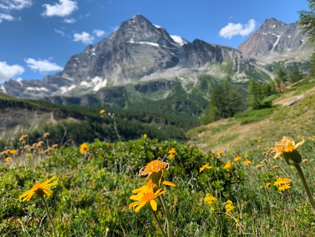 Foto schönes bild von blühenden pflanzen auf dem feld gegen den himmel