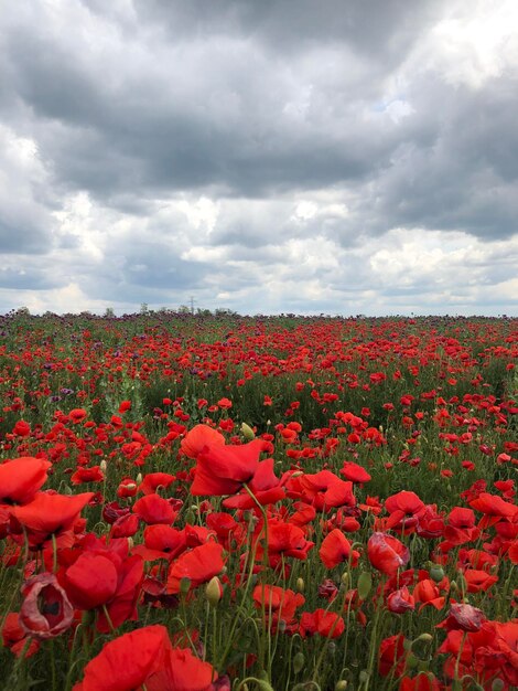 Foto schönes bild von blühenden pflanzen auf dem feld gegen den himmel