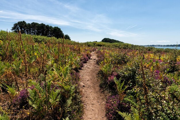 Foto schönes bild von blühenden pflanzen auf dem feld gegen den himmel