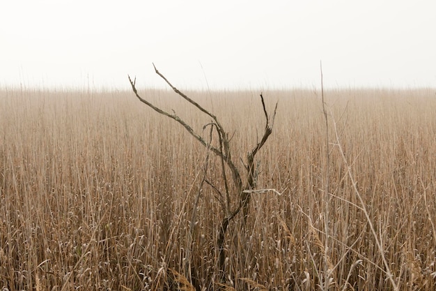 Foto schönes bild von einem grasbewachsenen feld