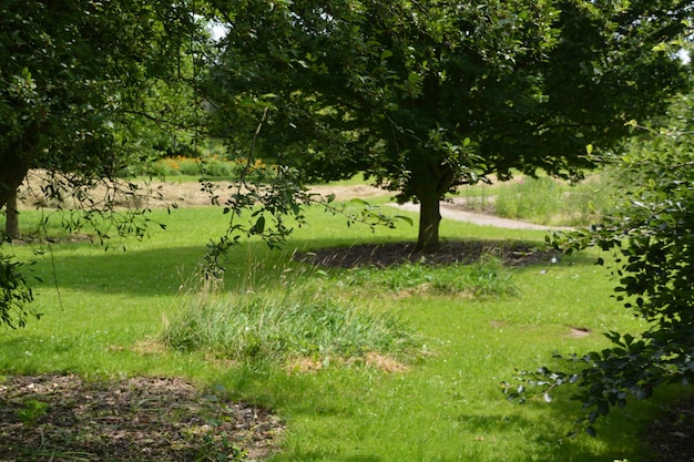 Foto schönes bild von einem grasbewachsenen feld