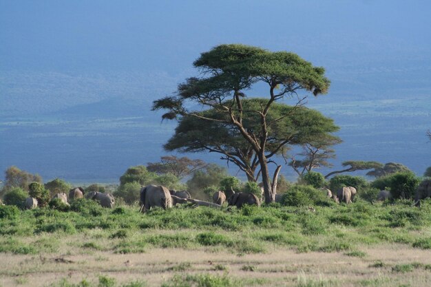 Schönes Bild von Elefanten auf einem grasbewachsenen Feld gegen wolkigen Himmel