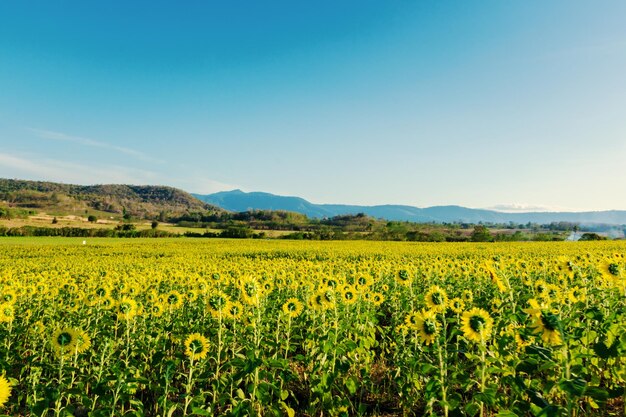 Foto schönes bild von gelben blumenfeldern vor dem himmel