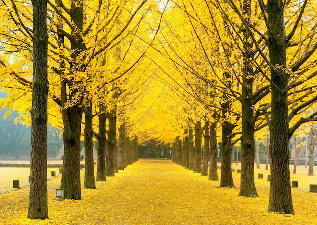 Schönes Bild von gelben Herbstbäumen