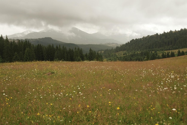 Schönes Bild von grasbewachsenem Feld vor bewölktem Himmel