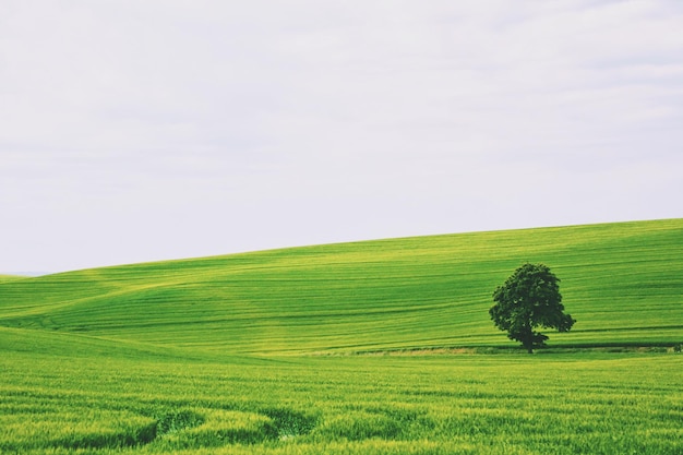 Schönes Bild von grasbewachsenem Feld vor bewölktem Himmel