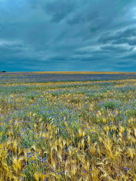 Foto schönes bild von grasbewachsenem feld vor bewölktem himmel