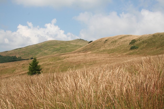 Schönes Bild von grasbewachsenem Feld vor bewölktem Himmel