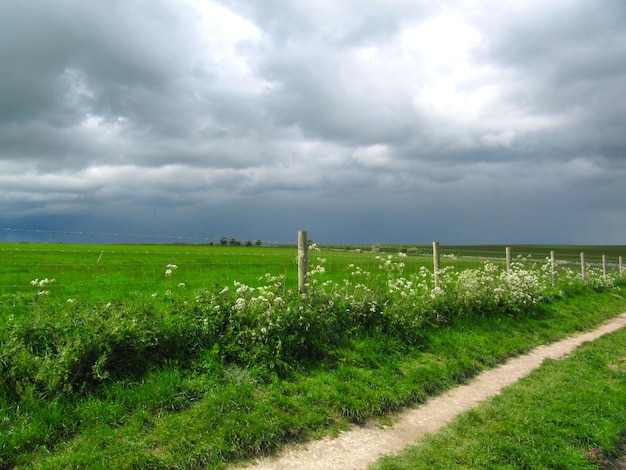 Schönes Bild von grasbewachsenem Feld vor bewölktem Himmel