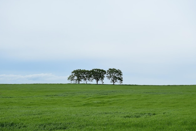 Schönes Bild von grasbewachsenem Feld vor bewölktem Himmel