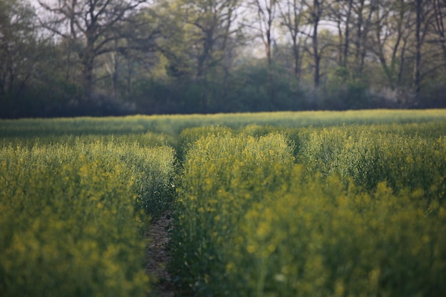 Foto schönes bild von grasfeld gegen bäume