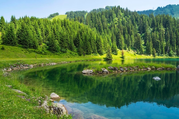 Schönes Bild von grünen Bäumen, die sich im See spiegeln