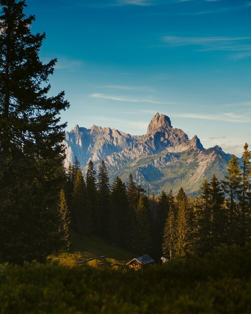 Foto schönes bild von kiefern auf dem feld gegen den himmel