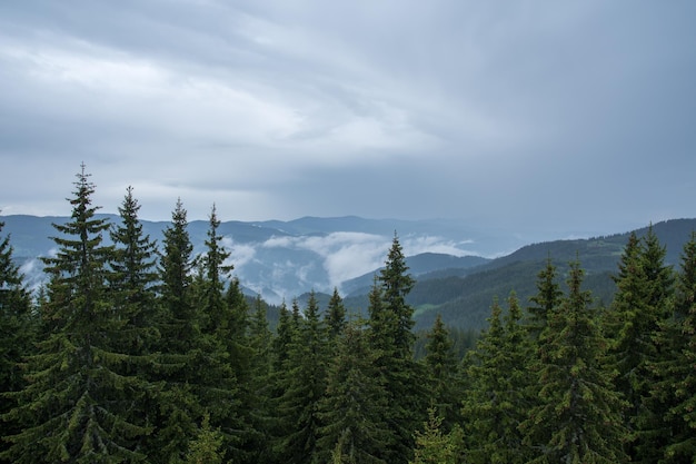 Schönes Bild von Kiefern gegen den Himmel