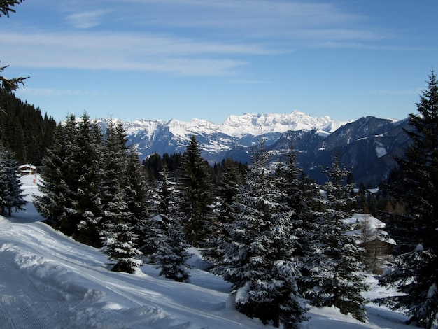 Schönes Bild von Kiefern im Wald gegen den Himmel
