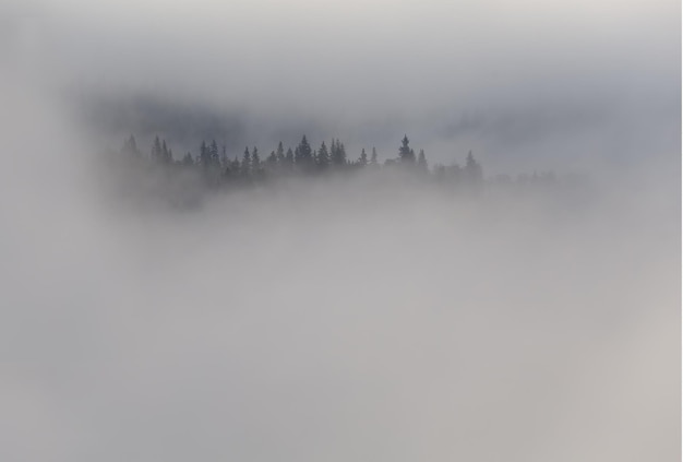 Foto schönes bild von nebligem wetter gegen den himmel im winter