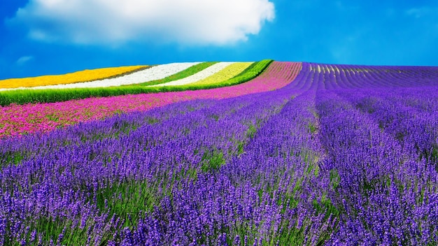 Foto schönes bild von purpurfarbenen blütenpflanzen an land