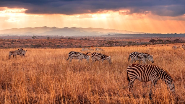 Schönes Bild von Zebras, die während des Sonnenuntergangs auf dem Feld gegen den Himmel weiden